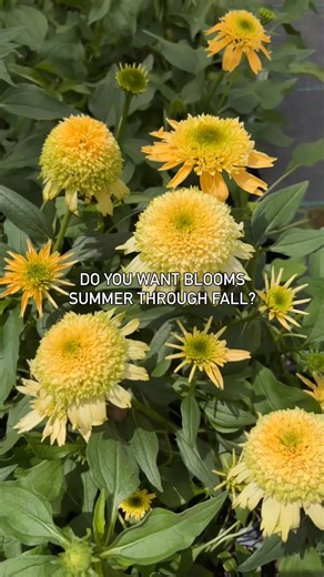 What’s better than butter pecan in a cone?🍦A 'Butter Pecan' coneflower that thrives in summer heat! 🌼☀️Double Coded™ 'Butter Pecan' from Proven Winners brings bold, buttery yellow blooms that don’t melt when the temperatures rise. This native perennial delivers big, double flowers all summer and into fall—no extra effort needed. ✅ Heat and drought tolerant ✅ Attracts bees, butterflies, and birds ✅ Deer resistant and low-maintenance. This perennial is perfect for gardeners who want reliable col