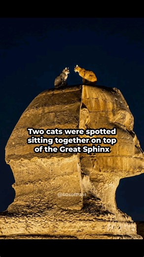 Two Cats were spotted on top of the Great Sphinx of giza #ancient #romantic #cats