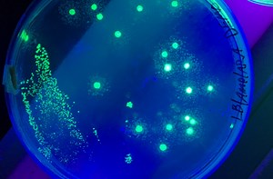 Semi-synthetic Bacterial Cell now Makes Unnatural Proteins | Cell And Molecular Biology