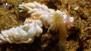 40K views · 1.2K reactions | Nudibranchs are indeed fascinating and...