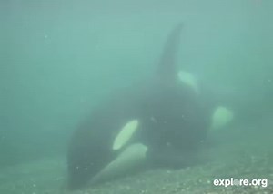 348K views · 5.2K reactions | Getting a good belly rub on the underwater Orca Cam in British Columbia ♥️ | explore.org | Facebook