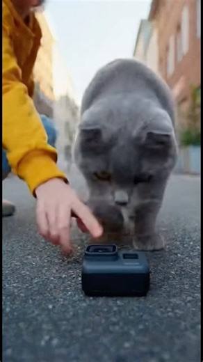 Cat POV GoPro Adventure🙀貓咪視角#gopro大冒險#catreaction #catlovers #catvision ##funnycat #cutecat #kitten