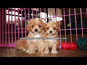 Yorkies, Bulldogs, Maltipoo, Cavapoo, Shih Tzu, Pomeranian, Bostons Puppies For Sale Local Breeders