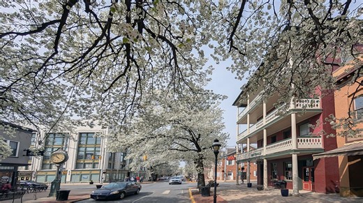 Bradford pear trees are banned in Ohio. Here are 16 trees to plant instead