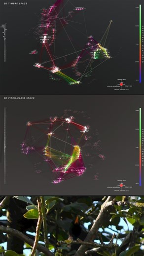 Lucio Arese on Instagram: "Two different models computed on a blackbird vocalization I recorded last spring. Timbre Space (MFCC based) reveals the motion of texture and resonance, while Pitch-Class Space (Chroma based) focuses on the evolution of harmonic energy. The neighborhood-preserving reduction groups each syllable and modulation into point clusters in 3d space, creating some sort of nervous system of sound in three dimensions. Models design and blackbird recording made by myself. #blackbi