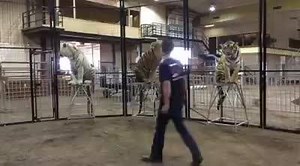 3.6K views · 107 reactions | How to train a rollover tiger : Day 1, second repetition. I wish I had the first one on video. He went down on his side like he had been doing it for years. | ShowMe Tigers | Facebook