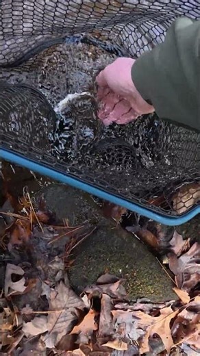 Winter Fly Fishing for Native Brook Trout