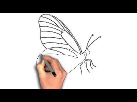 How to draw Side view butterfly with detailed wing veins drawing image