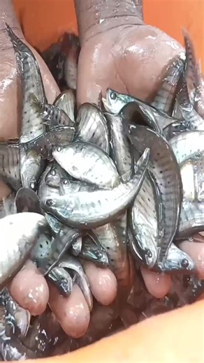 Amazing big fish catching #fishing #reels #fish #fishingvideo | Abby Campbell