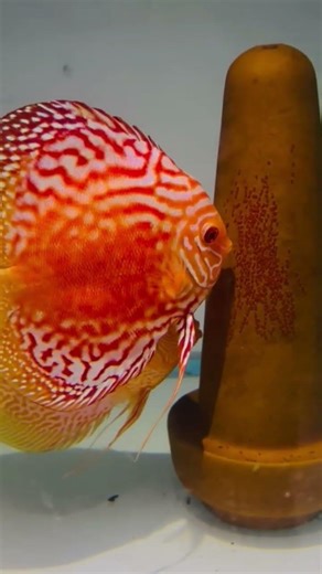 Discus breeding pair ❤️ 😘 😍 #aquarium #discusfish #fishing #pets