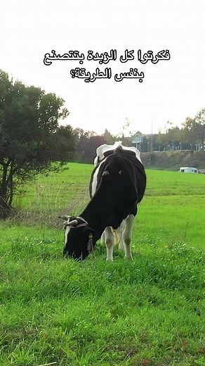 اكتشفوا طعم فلورا الكريمي: لذيذة ،زبدية وخالية من اللاكتوز! Discover the taste of creamy Flora: Delicious, buttery, and Lactose-Free!