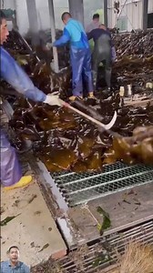 Satisfying Seaweed Harvesting Process You’ve Never Seen Before!