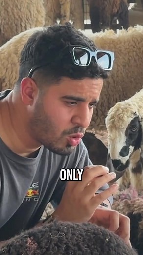 ‏Sun the sheep #fahaadk_ #isntthatconcerning | isn't that concerning