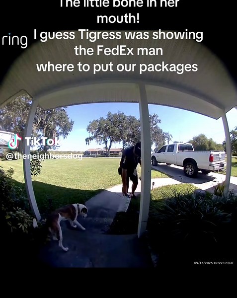 Tigress Shows FedEx Man How to Deliver Packages