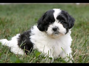 Shichon Puppies for Sale