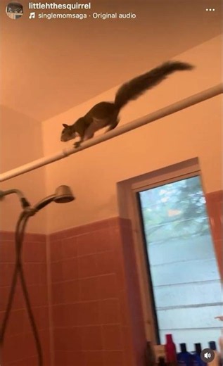 Squirrels are the original Parkour Masters #parkour #squirrel #littlehbabies