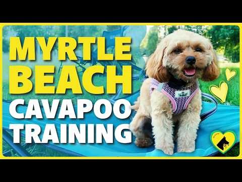 Dog Training Myrtle Beach | Best Cavapoo Training