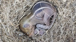 Newborn wild chipmunk squirrel baby with brown skin and white stripes sleeping isolated on drey or nest made of dry twigs. Beautiful small cute and adorable eastern indian rodent close up macro view.