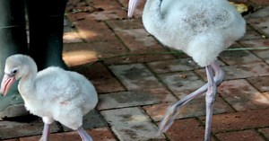VIDEO: Flamingo chicks learning to mingle