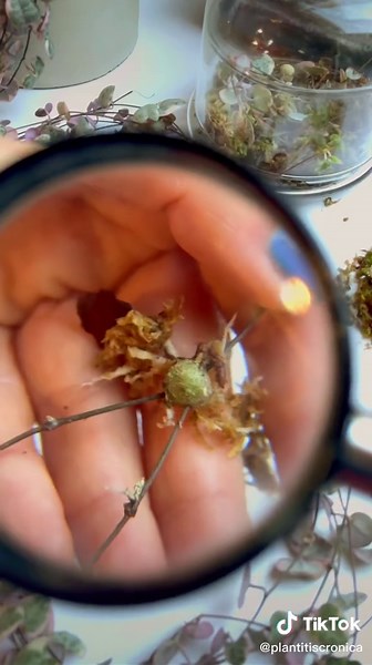 Ceropegia Woodii Propagation Tips and Tricks