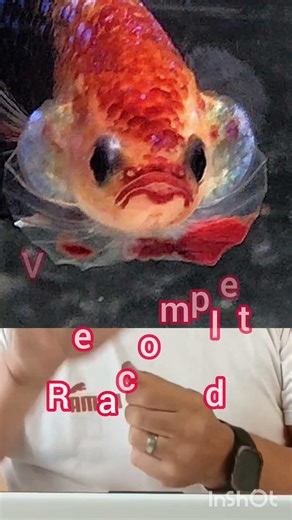 The 5 KEY factors for the healthy development of a Betta fish