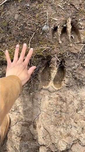 Huge Moose Track Found on Our Property 🫎 | Life on Our Homestead