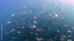 mobula rays