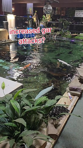 Gar Fish Attacks: Unveiling the Nature of Gars
