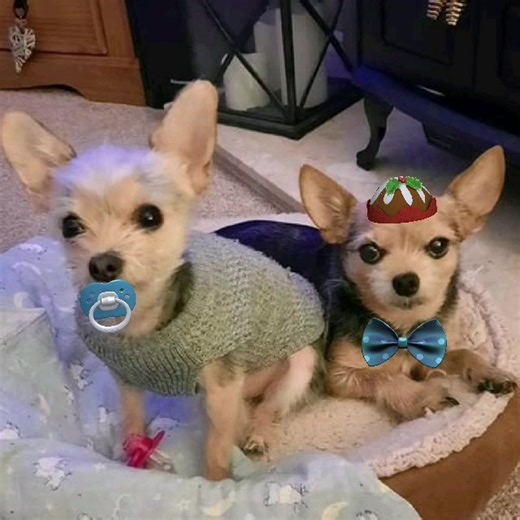 60 reactions · 22 comments | Wee backs agains. We doing wideos again. ♥️♥️ | Chorkie The Chorkie | Facebook