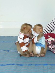 Cute Baby Monkey Bom's Family | Mr Bon