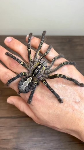 Tarantulas one of the best exotic pets ♥️ #fblifestyle | Enfeast Rainora