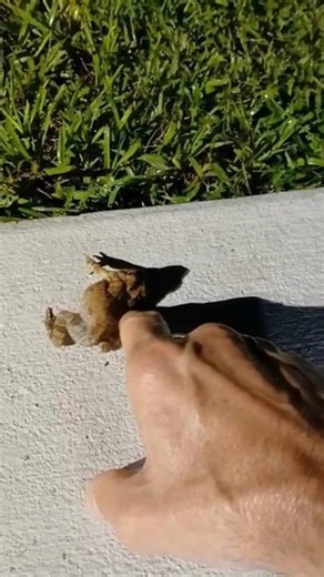 Back Scratch Loving Toad!! Too Funny! #toad #frog