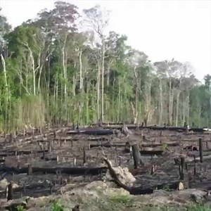 Rainforests decimated for big business. Animals being pushed to extinction. We need the funds to fight back in 2020! | Rainforest Action Network - RAN