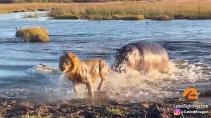 30 reactions | HIPPO ATTACKS 3 LIONS CROSSING THE RIVER | World1 | Facebook