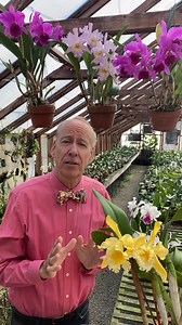 Early Cattleya Hybrids - The Baroness 1913 | Chadwick & Son Orchids Inc