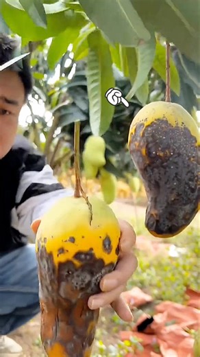 Therefore, such mangoes should not be eaten |#shorts