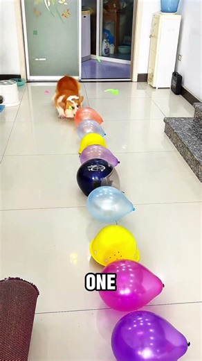Fake Balloon Won’t Pop #funny