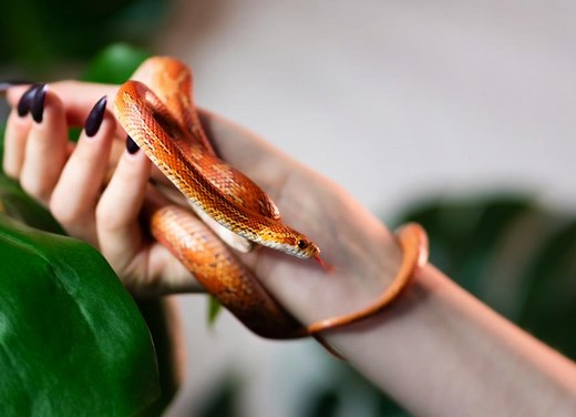 Corn Snake Care Sheet