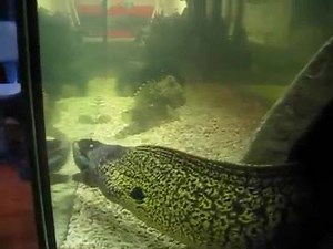 20K views · 116 reactions | how this fish eating  | Best Videos Fishing | Facebook