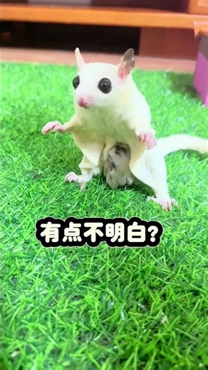 What's going on? Why is it laughing so much? #sugargling #bafflinganimalbehavior #absolutelyadorable