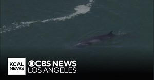 Minke whale swims through Long Beach's Rainbow Harbor