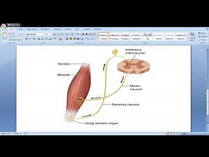 What is Golgi Tendon Organ (GTO) ? What's it's function ?