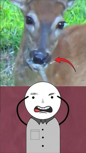 Why Do Deer Eat Meat? - Why Herd