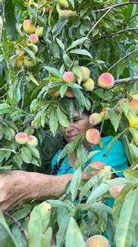 Temporada de duraznos criollos: 🍑 ¿Qué fruta de temporada se dónde son?