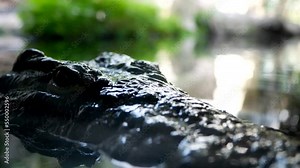 Closeup of a crocodile floating on the water's surface sticking out its head.