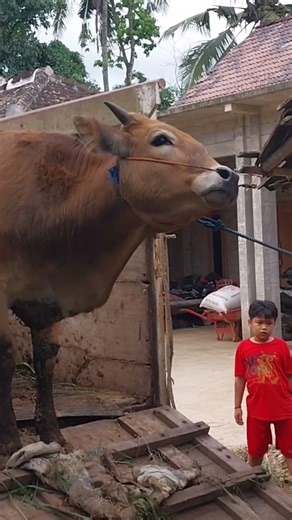 big cow | sapi moo | sapi lucu #cow #fyp #shorts #animals