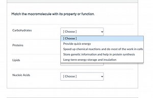 Match the macromolecule with its property or function.Carbohy... | Filo