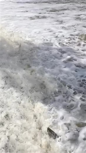 Salmon migratory run up the Humber River #salmon #torontofishing Ontario Ministry of Natural Resources Ontario Fish and Wildlife | Pump Knows Fishing