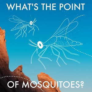 They're nobody's favorite creature, but mosquitoes have their role to play. | Our Planet