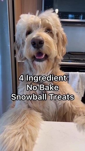 No Bake Dog Treats Recipe for Happy Pups